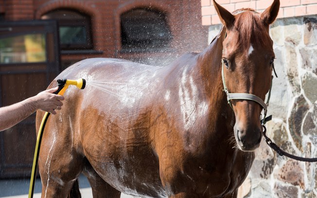 Você sabe o quanto seu cavalo come?